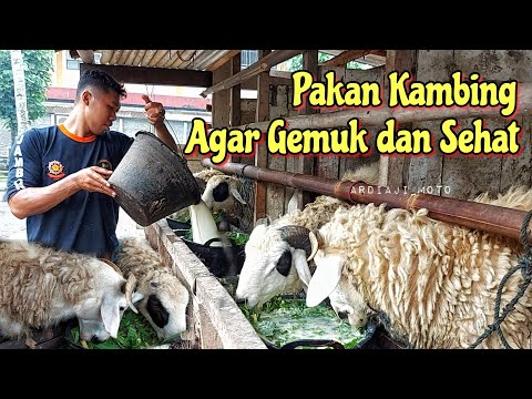 Makanan Yang Bagus Buat Kambing