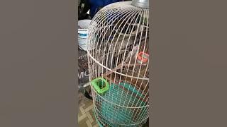 pleci papua (si mahkota hitam ) nembak tanpa doping 👍  #plecimania#kicauHutan#salamsatuhobi