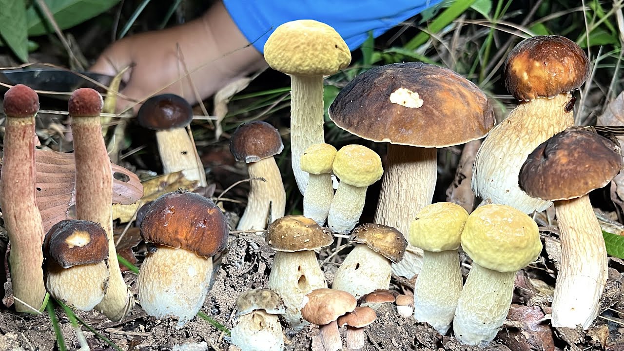 อลังการสุดๆจ้าวันนี้ เห็ดผึ้งใหญ่ เห็ดผึ้งหวานล้วนๆ หมานเต็ม2ต่า