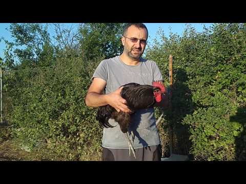 Australorp Tavuk özellikleri ve Australorp Horoz  Özellikleri Safkan Australorp nasıl anlaşılır