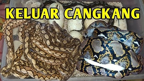 TELUR ULAR PYTHON NORMAL SUDAH MENETAS