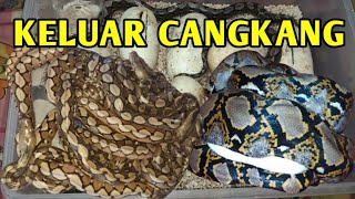 Telur Ular Python Normal Sudah Menetas