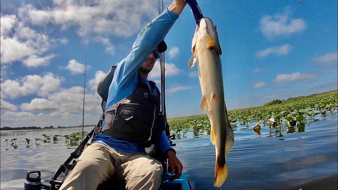 Prefishing For my kayak tournament is tough! Bass fishing Lake Kissimmee