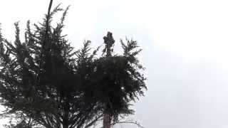 Spruce tree topped with chainsaw and ropes