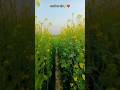 सरसों का खेत🌾💐🪻 #likecmntshare  #farmer #newvideos #likecmntshare #khetibadi
