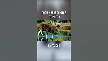 Посмотрите, Как Лось СБРАСЫВАЕТ РОГА #shorts