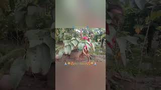 Aku Dapatpanen Jambu