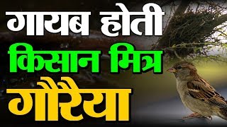 World Sparrow Day : विलुप्त होती गौरैया के साथ पक्षी प्रेमियों का है ख़ास रिश्ता | Green TV