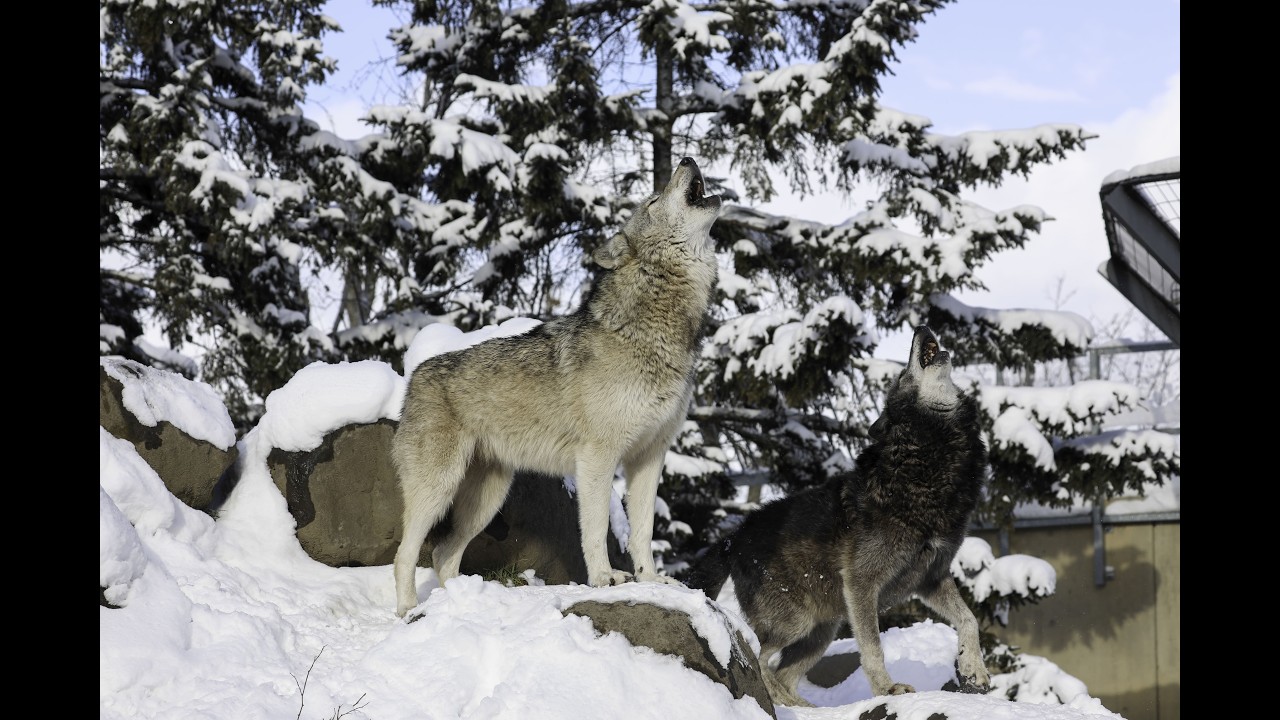 【旭山動物園 24時間ライブ配信：オオカミ】