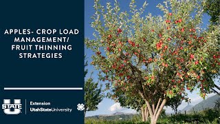 Apples- Crop Load Management/ Fruit Thinning Strategies