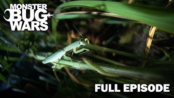 Mantis Mayhem Unleashed | Monster Bug Wars
