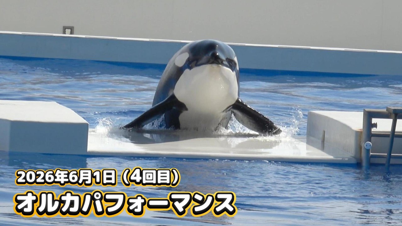 シャチ】プールに向かって左側から視点の6月1日4回目のオルカ