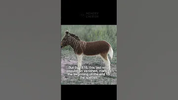 What Happened To The Quagga Shorts Quagga Historicalphotos 