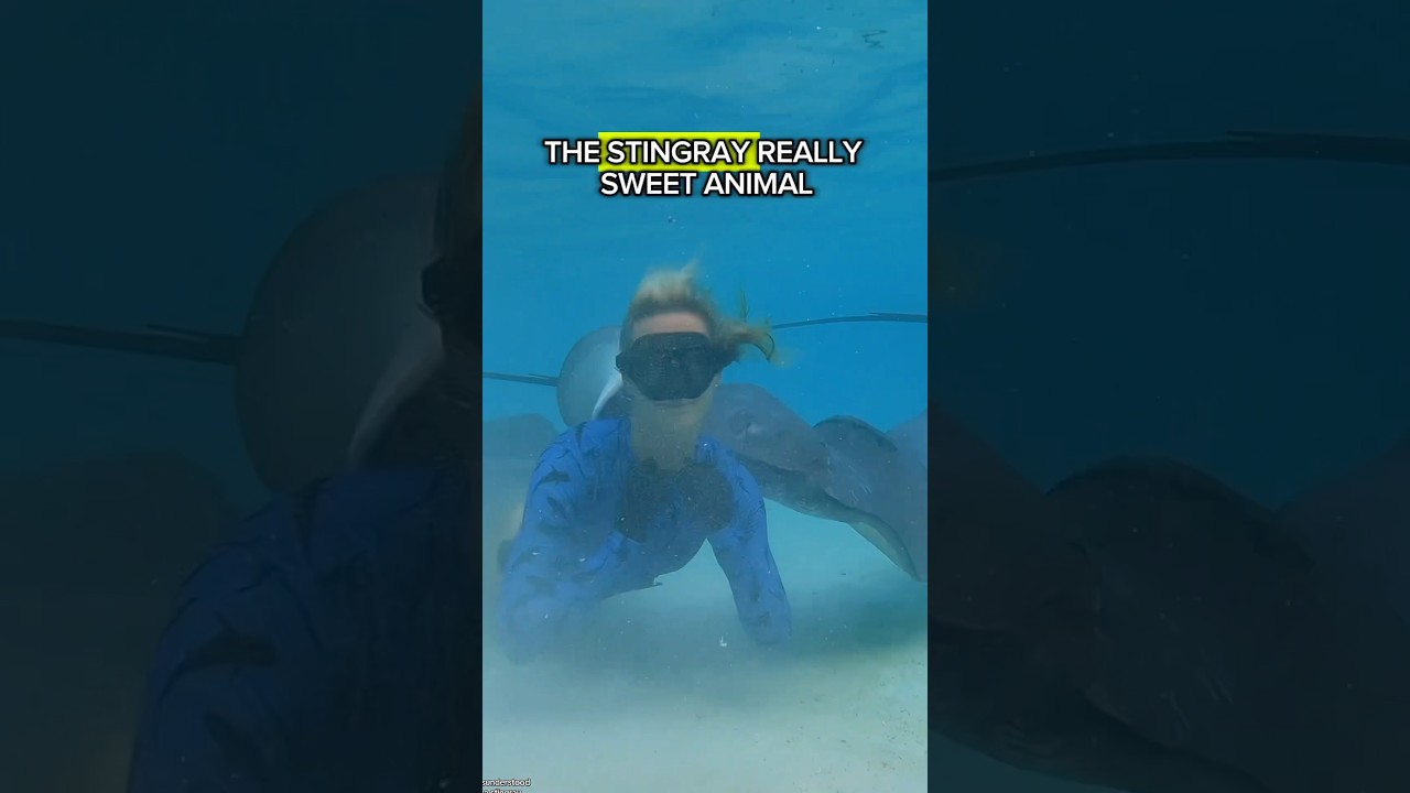 Stingrays - How to safety swim with them 💙 