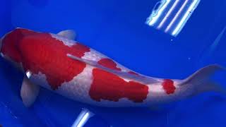 S-Legend - Grand Champion AJKS 2019 - Koi Ichi Ban