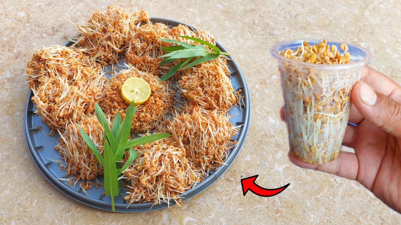 أسرع طريقة لعمل الحلبة المنبتة في المنزل لذيذة وكلها فوائد