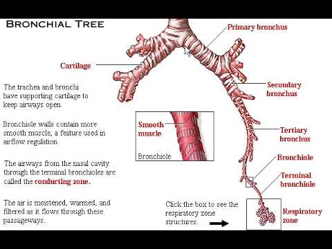 Respiratory System made simple - YouTube