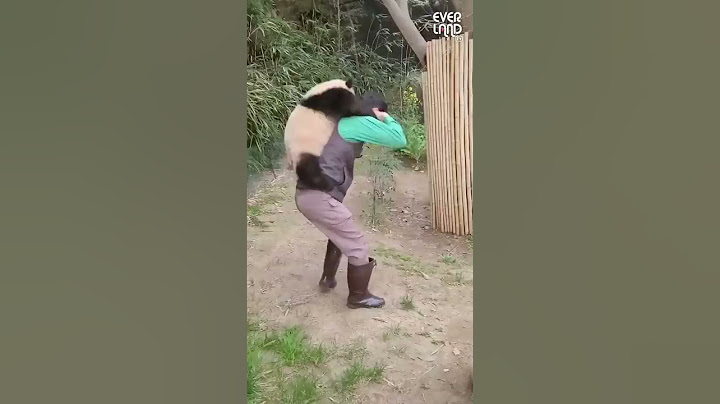 (Unreleased footage) Baby Fubao on a piggyback ride🐼  | Everland Panda World #FuBao