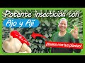 Cómo hacer un INSECTICIDA CASERO para plantas con AJO Y AJÍ SUPER EFECTIVO Moscas, áfidos, minadores