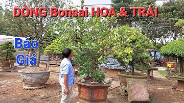 BÁO GIÁ NHỮNG CÂY CẢNH DÒNG HOA TRÁI * HTX cây cảnh Thăng Long đt: 0399903128 *.