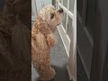 ここ開けてよの催促が可愛い(コッカースパニエル)