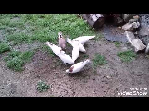 კავთისხევში გიოს მრედები