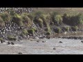 Wildebeest Crossing #1