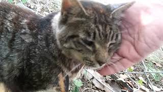 公園の地域猫、キジトラちゃんをナデナデしてたら仲良しの三毛猫ちゃんもモフられにやって来た。
