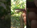 grafting techniques #satisfying #shorts