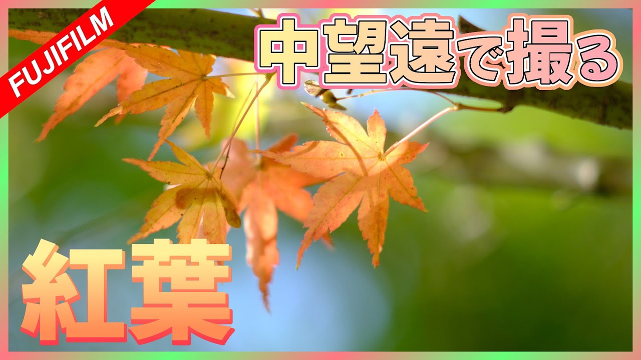 紅葉撮影】中望遠の単焦点レンズでご近所の紅葉撮る | Minolta MC TELE