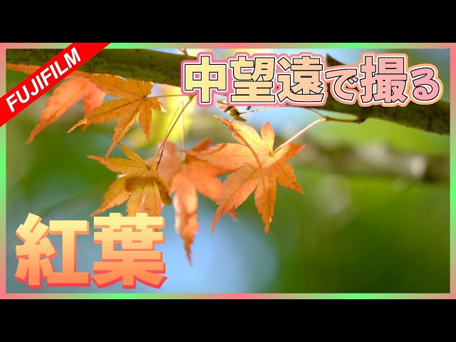 紅葉撮影】中望遠の単焦点レンズでご近所の紅葉撮る | Minolta MC TELE