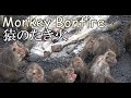 Japanese Monkeys around Bonfire for warmth in Japan たき火にあたる猿