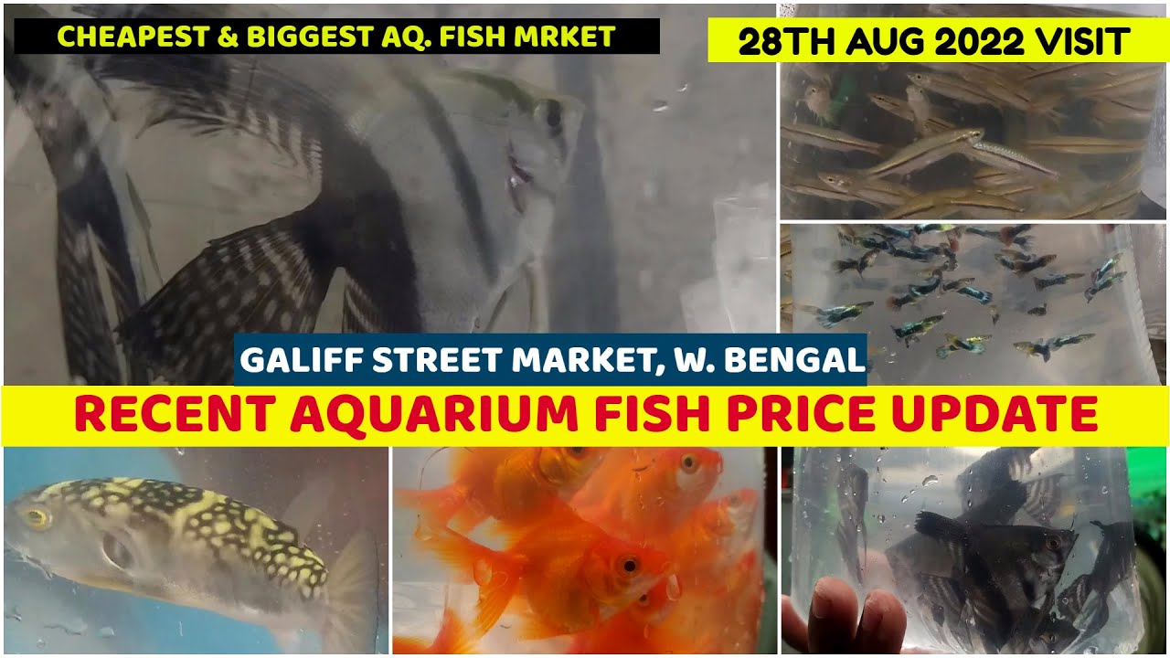 Galiff Street Cheapest Aquarium Fish Market Recent Week Aquarium Fish