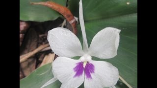 Kaempferia galanga, a rare culinary ginger from Southeast Asia. by Randy's Tropical Plants 12,394 views 8 years ago 2 minutes, 16 seconds