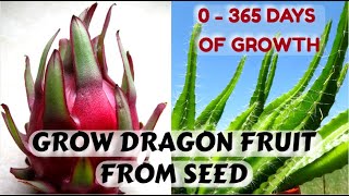 Easiest Way to Sprout Dragon Fruit Seeds | 0  365 Days of Growth