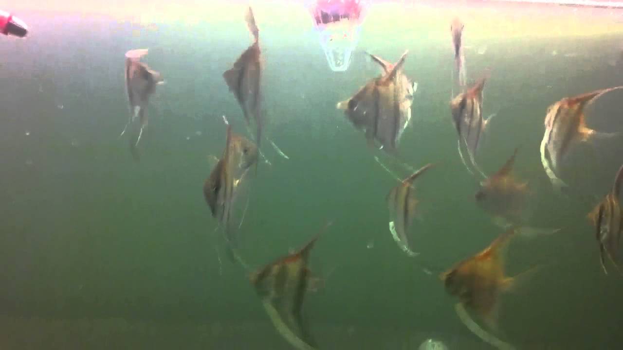 Young redback angelfish eating blood worms YouTube