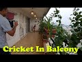 Cricket in balcony    