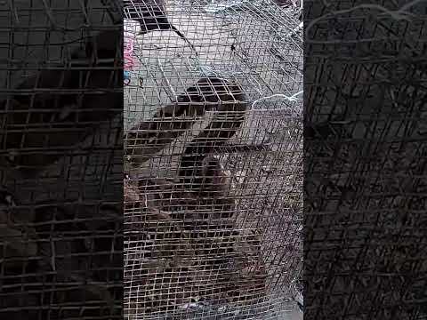 Memasukan Tikus kedalam kandang Ular Sanca Kembang || #shortvideo #ularsawah #ularsanca @MasWardoyo23