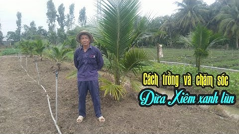 CÁCH TRỒNG, CHĂM SÓC DỪA XIÊM XANH LÙN NHANH PHÁT TRIỂN, CHO TRÁI SỚM MANG LẠI HIỆU QUẢ KINH TẾ CAO.