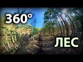 360°  ПРОГУЛКА ПО ЛЕСУ / 360° PANORAMIC WALK IN THE WOODS