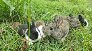 Aren't my baby bunnies so cute? cute baby rabbit |