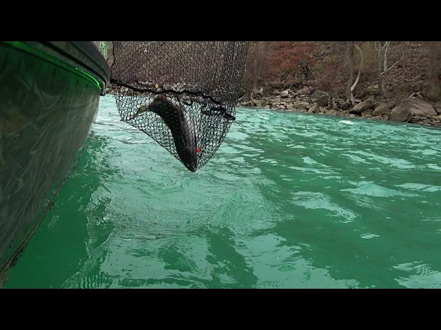 The Ultimate Fish Attractant
