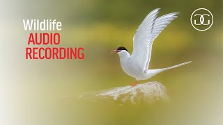 THE AMAZING SOUNDS OF THE BIRD CLIFFS IN GRIMSEY | Audio recording problems and solutions