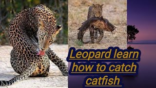 Leopard Learn how to catch catfish ||Geographical Reveal