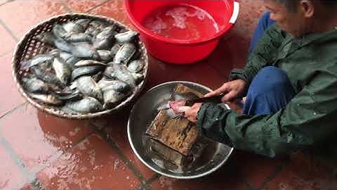 Cách Lọc Thịt , Cạo Vẩy Cá Rô Phi Siêu Nhanh Của Bố Tôi - Chuyên cá sông