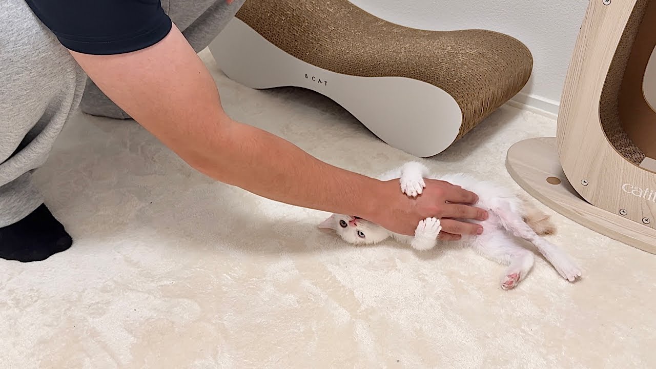 I rescued an injured kitten, but he has grown into a very