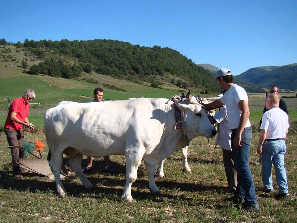 E non scordiamoci le vacche... che sò mejo de li cristiani.