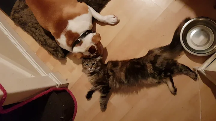 Watch the video about Bull dog and mainecoon make out