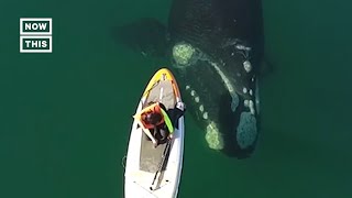 Paddleboarder Encounters Whales in Argentina