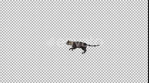 Cat Running | Motion Graphics - Envato elements